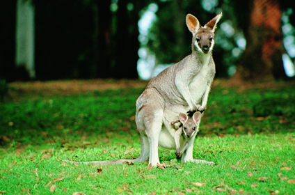 kangaroo_and_joey.jpg